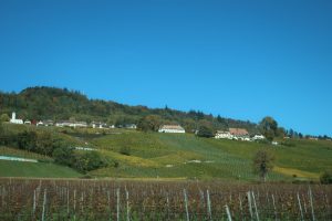 Paysage de vallon Suisse avec vigne en premier plan, prairie puis maison en second plan et forêt au dernier plan, sur fond de ciel bleu.